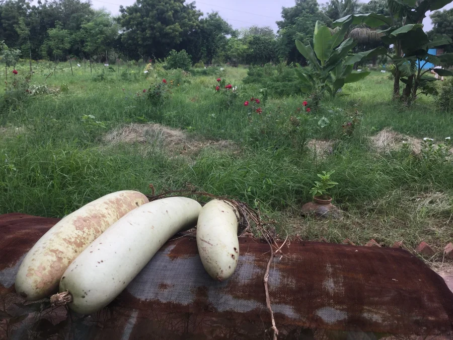 lauki drying for seed 1200